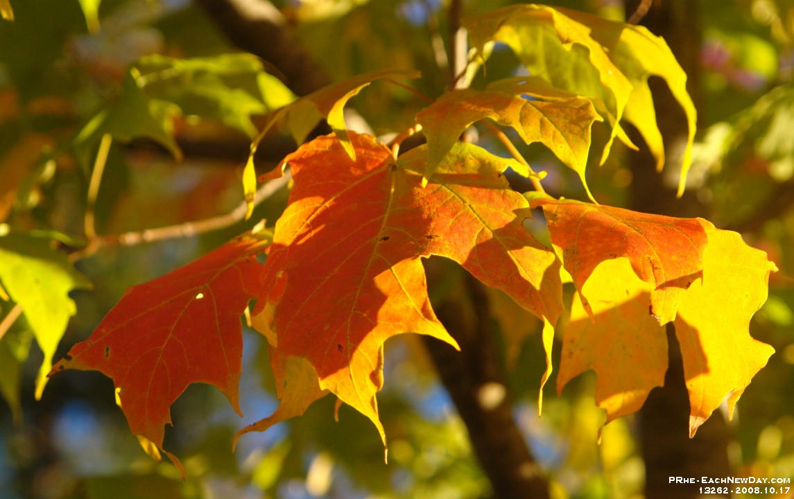 13262CrSh - Autumn colours in Rouge Valley Conservation Area